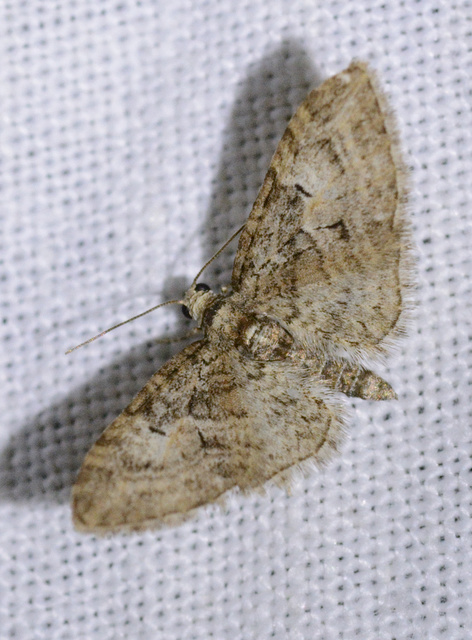 Eupithecia abbreviata - korai törpearaszoló