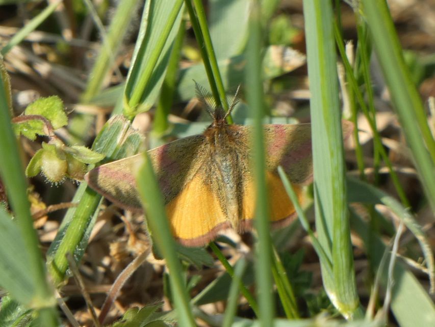 Lythria purpuraria - bíborsávos araszoló