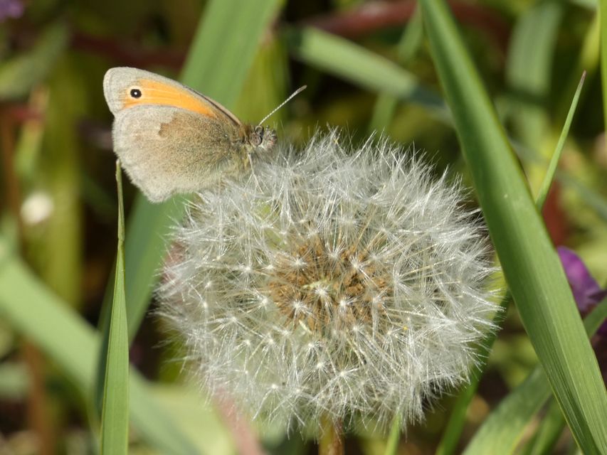 Coenonympha pamphilus - kis szénalepke