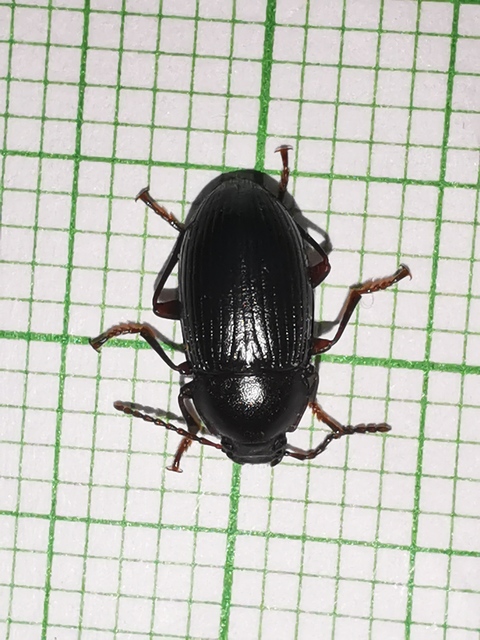Nalassus dermestoides - rövidszárnyú gyászbogár