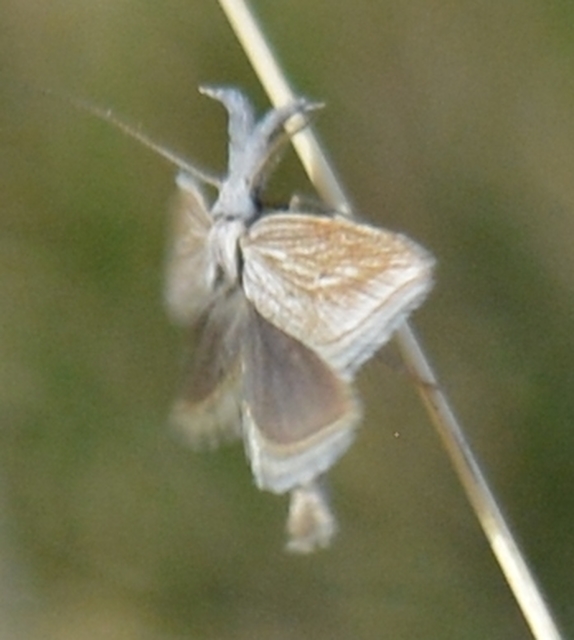 Minetia