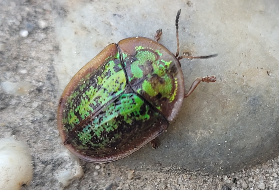 Cassida canaliculata - karimás pajzsbogár