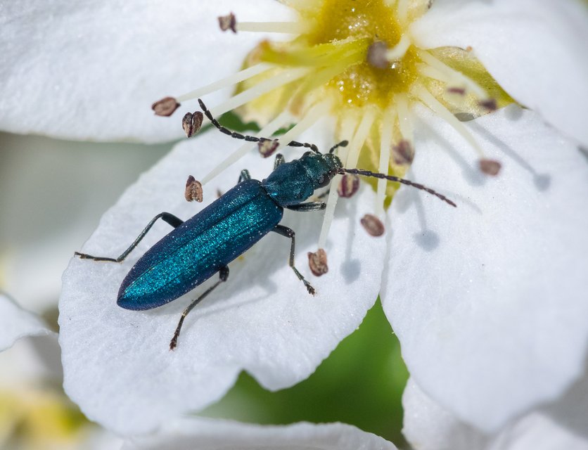 Ischnomera