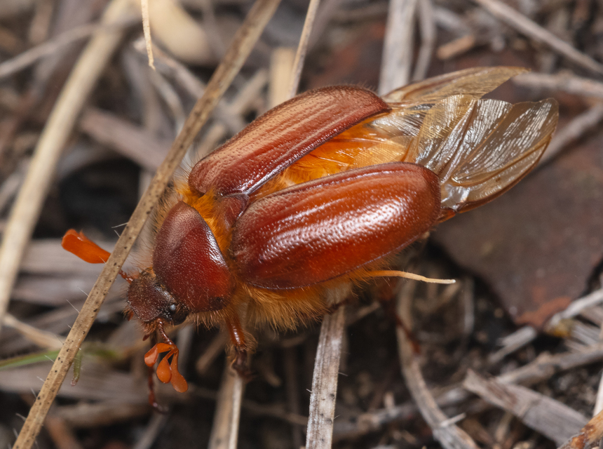 Holochelus aequinoctialis - tavaszeleji cserebogár