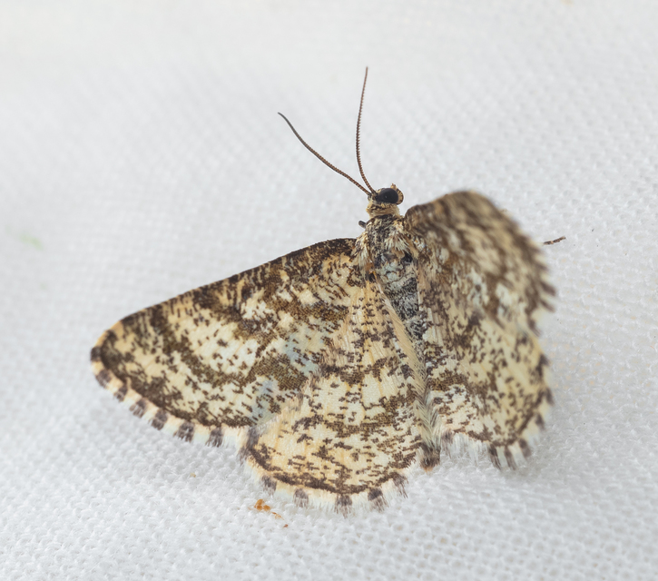 Heliomata glarearia - bőrszínű araszoló