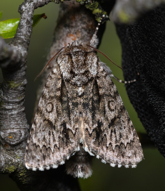 Acronicta auricoma - aranyos szigonyosbagoly