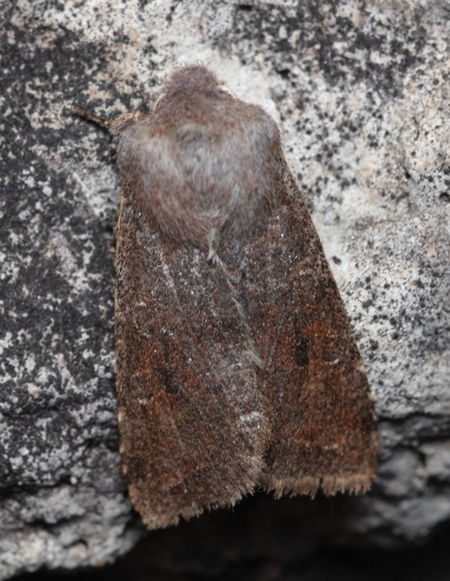 Orthosia incerta - változékony barkabagoly