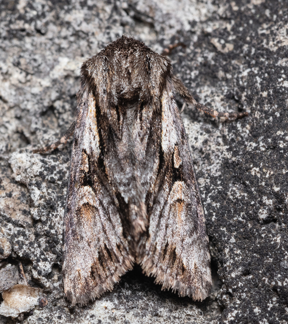 Chloantha hyperici - orbáncfű-sugarasbagoly