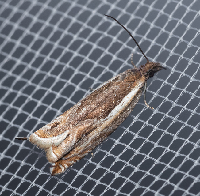 Ancylis apicella - bengesodró horgasmoly