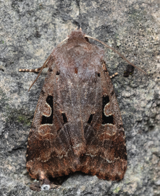 Orthosia gothica - feketefoltos barkabagoly