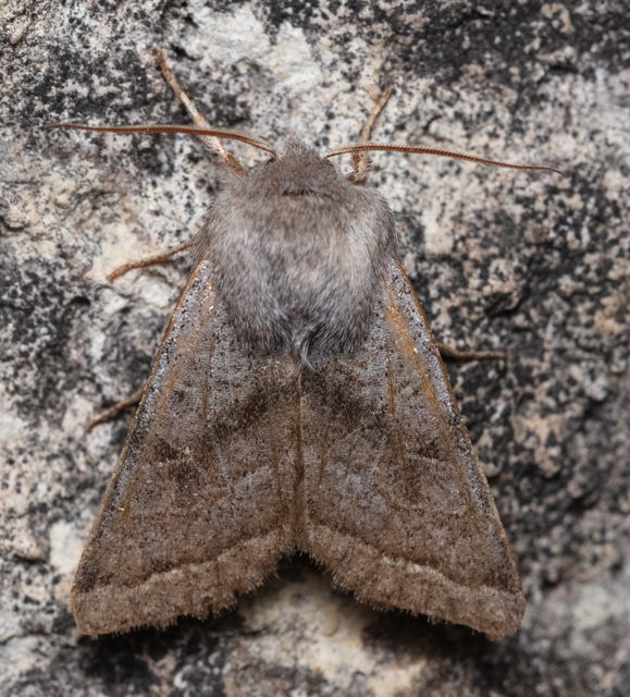 Orthosia opima - hegyesszárnyú barkabagoly
