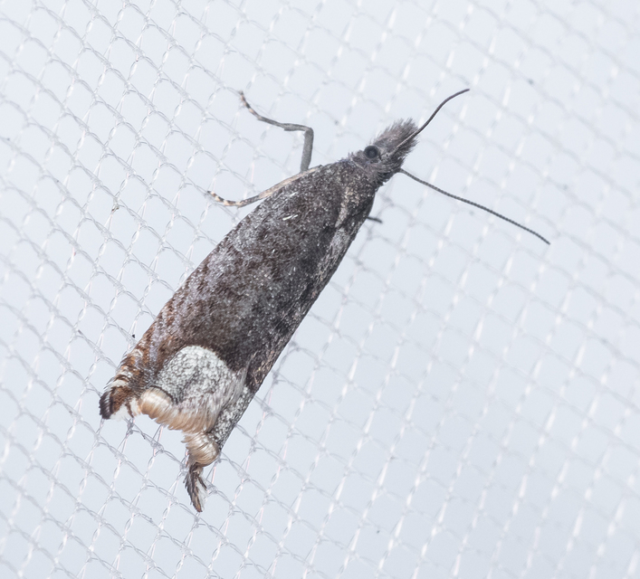 Ancylis tineana - galagonyasodró horgasmoly