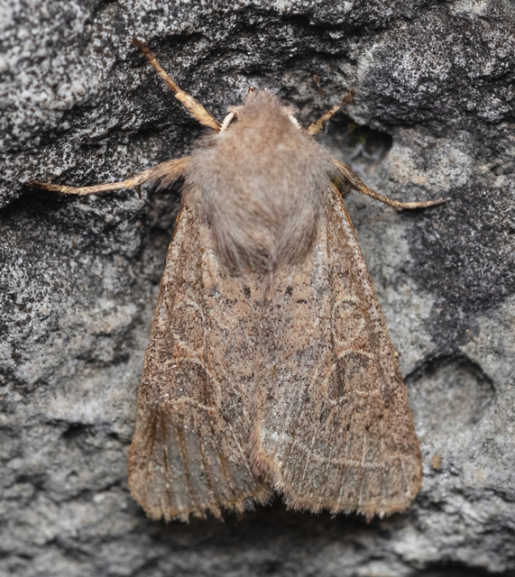 Orthosia cerasi - közepes barkabagoly