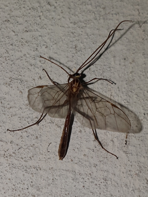Ophion obscuratus