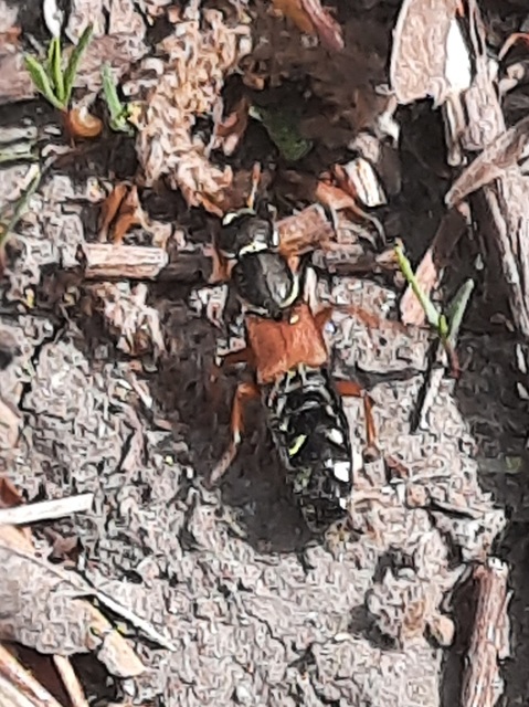 Staphylinus caesareus - aranysujtásos holyva