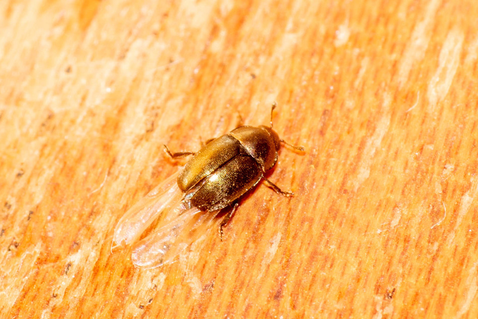 Nitidulidae - fénybogárfélék