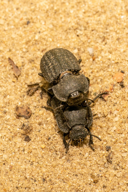 Opatrum sabulosum - sároshátú gyászbogár