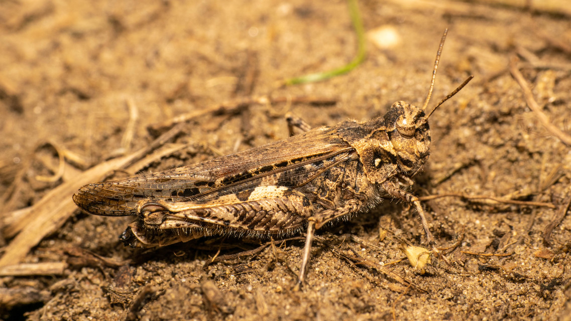 Acrotylus insubricus - önbeásósáska