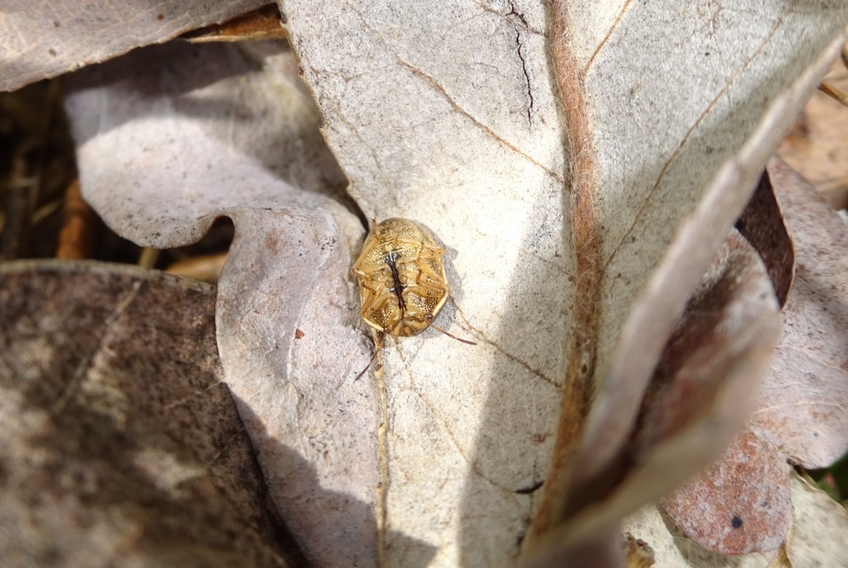Neottiglossa leporina - sárgahasú címerespoloska Neottiglossa leporina - sárgahasú címerespoloska