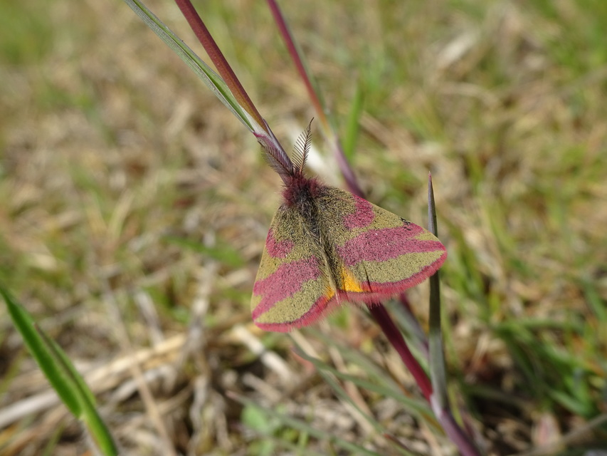 Lythria cruentaria - bíborcsíkos araszoló