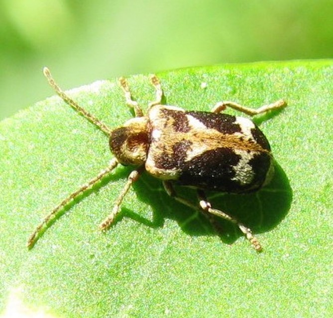 Ptinomorphus imperialis - díszes álszú