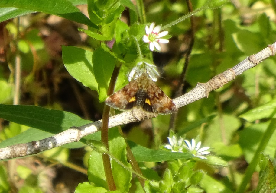 Panemeria tenebrata - apró sárgabagoly