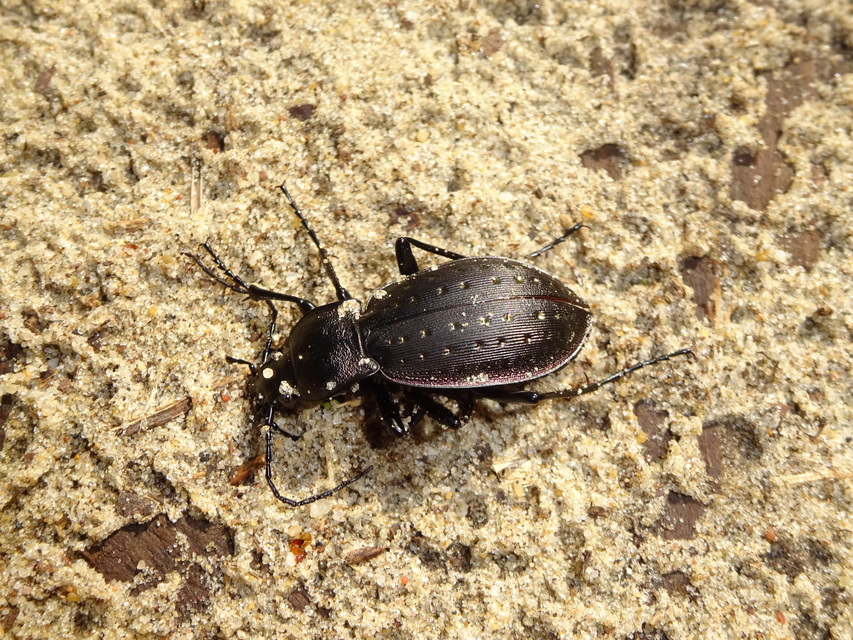 Carabus hortensis - aranypettyes futrinka Carabus hortensis - aranypettyes futrinka