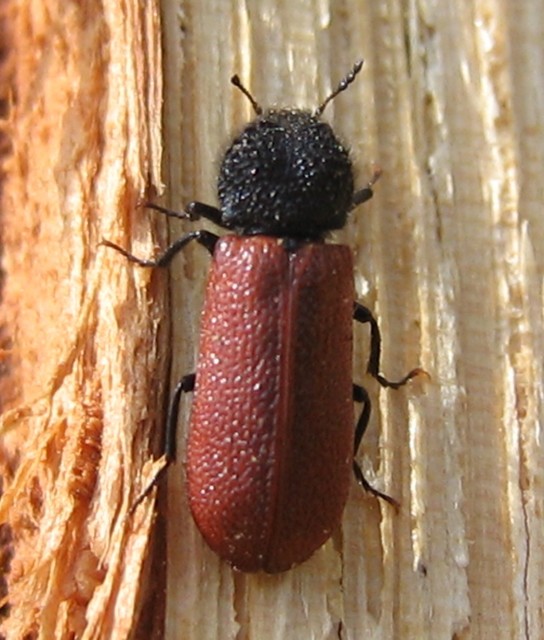 Bostrichus capucinus - piros csuklyásszú