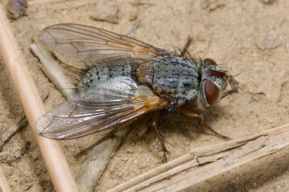 Phryno vetula