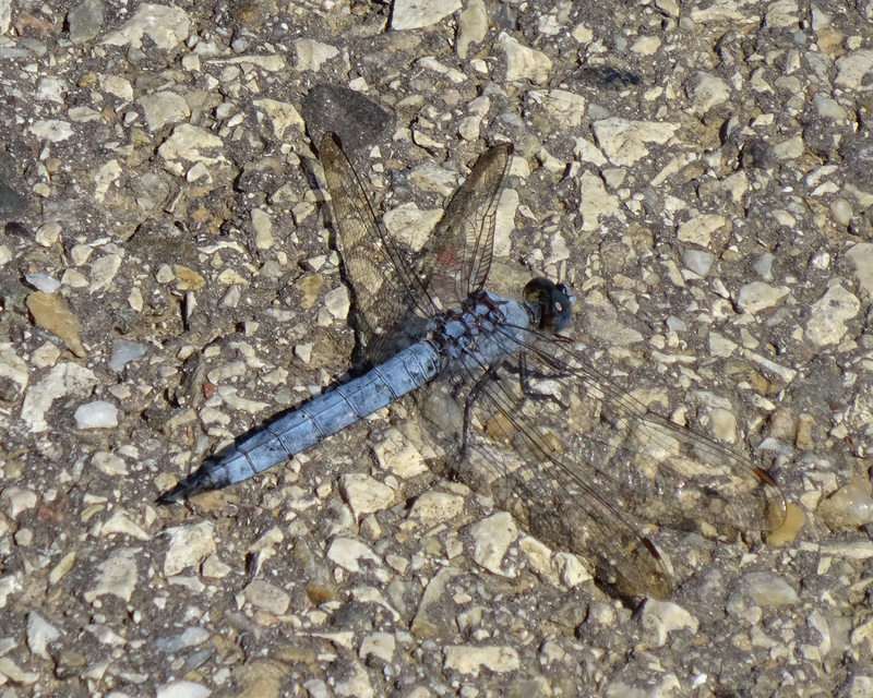 Orthetrum brunneum - pataki pásztorszitakötő
