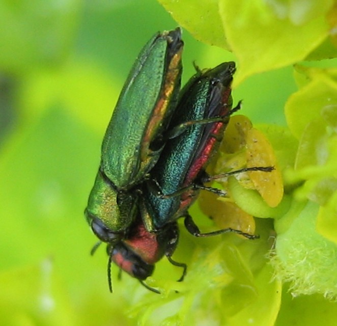 Anthaxia nitidula - ragyogó virágdíszbogár