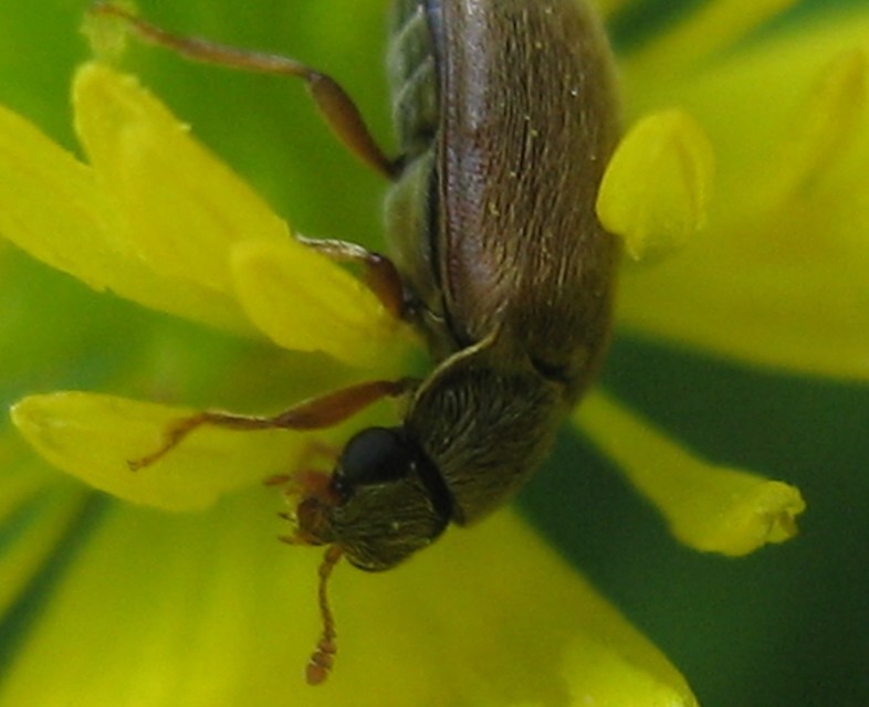 Byturus tomentosus