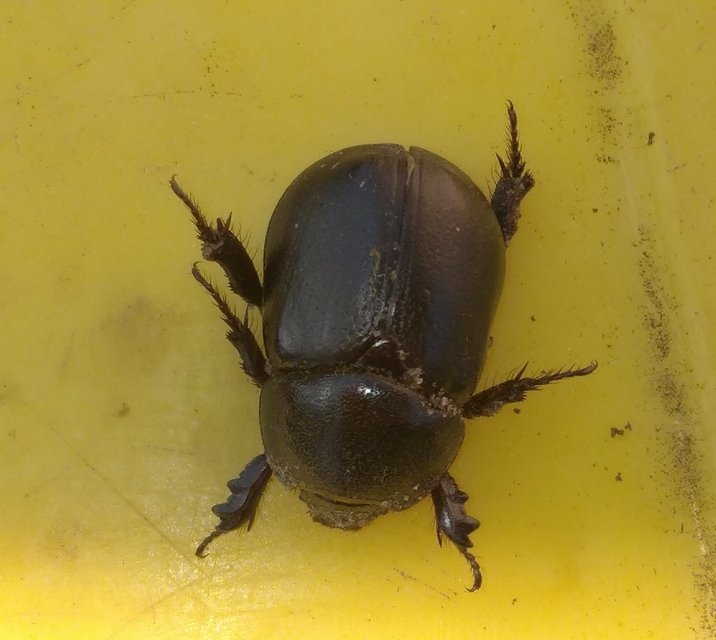 Pentodon idiota - butabogár