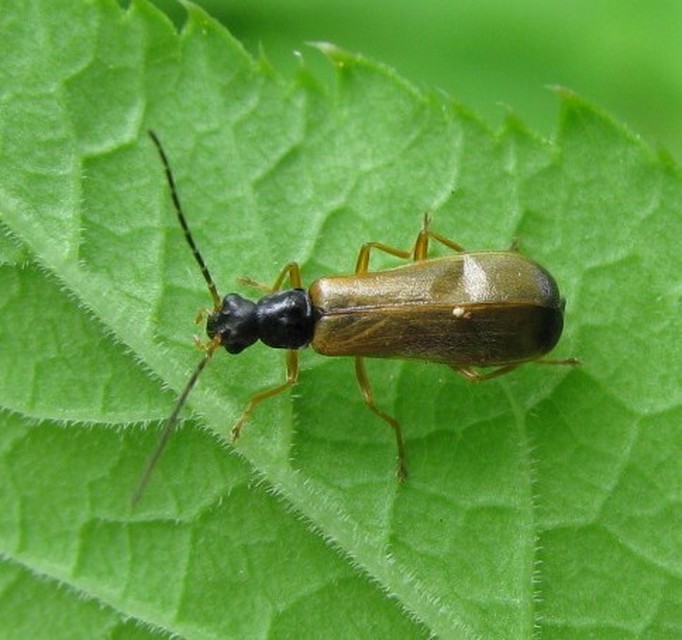 Rhagonycha lignosa - cserjés-lágybogár