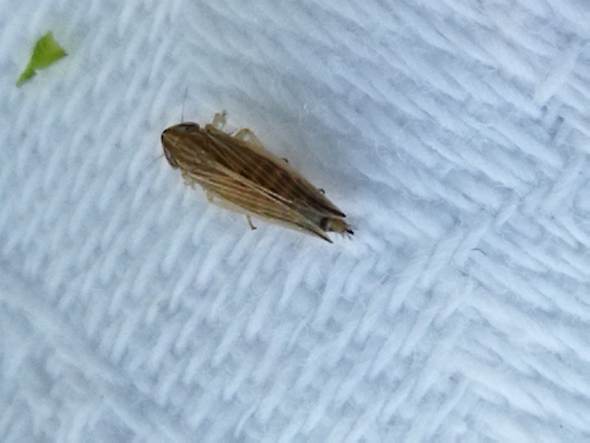 Mocydia crocea