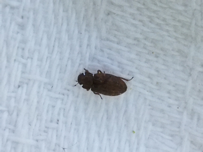 Helophorus