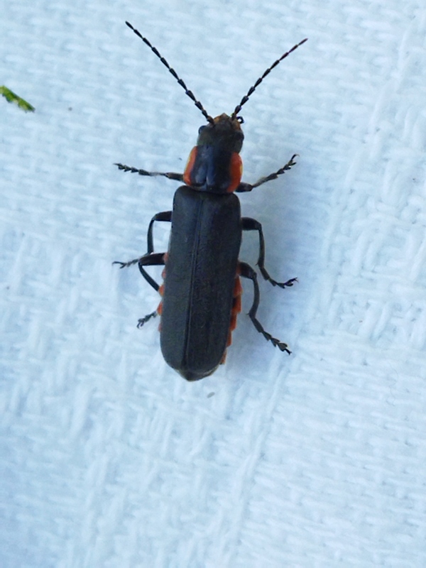 Cantharis obscura - sötét lágybogár