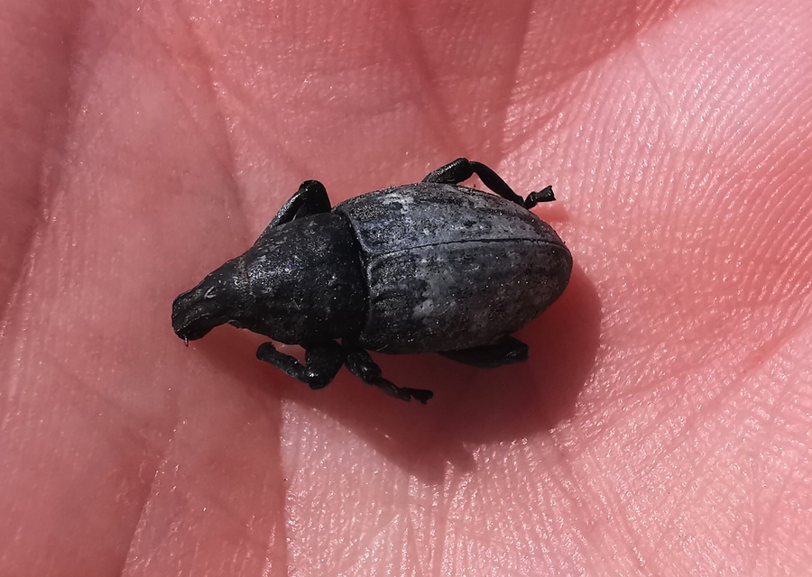 Leucophyes pedestris - négypettyes barkó