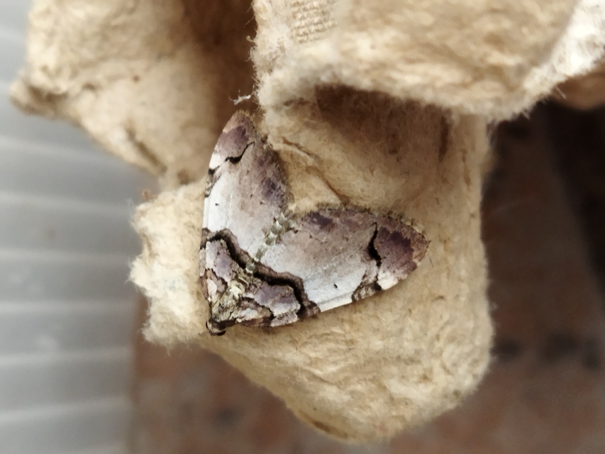 Anticlea derivata - vadrózsa-tarkaaraszoló