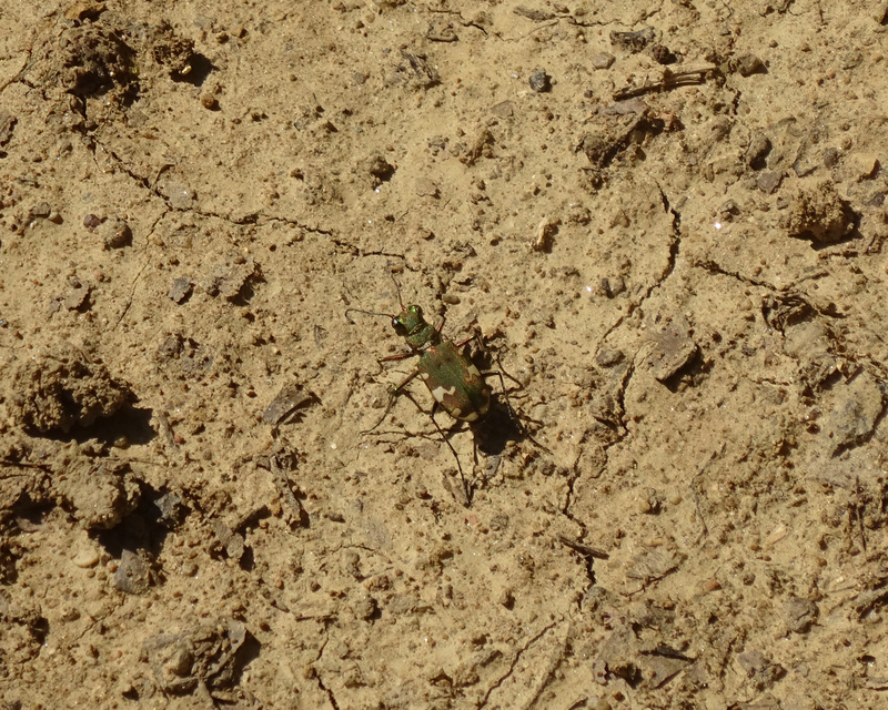 Cicindela sylvicola - erdei homokfutrinka