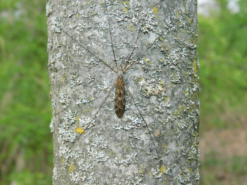 Tipula
