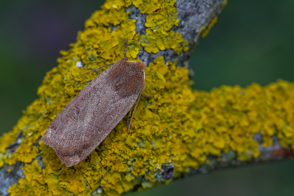 Conistra erythrocephala - vörösfejű őszibagoly