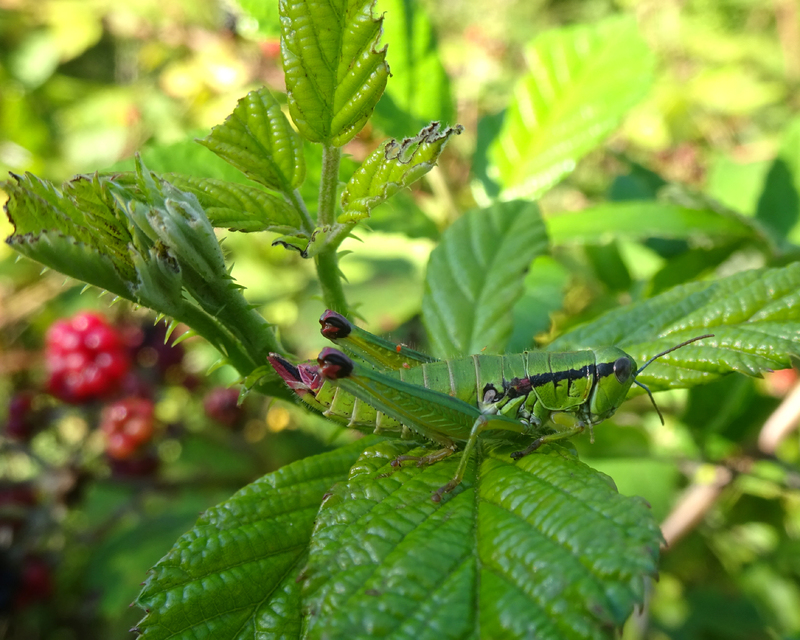 Odontopodisma decipiens - déli hegyisáska