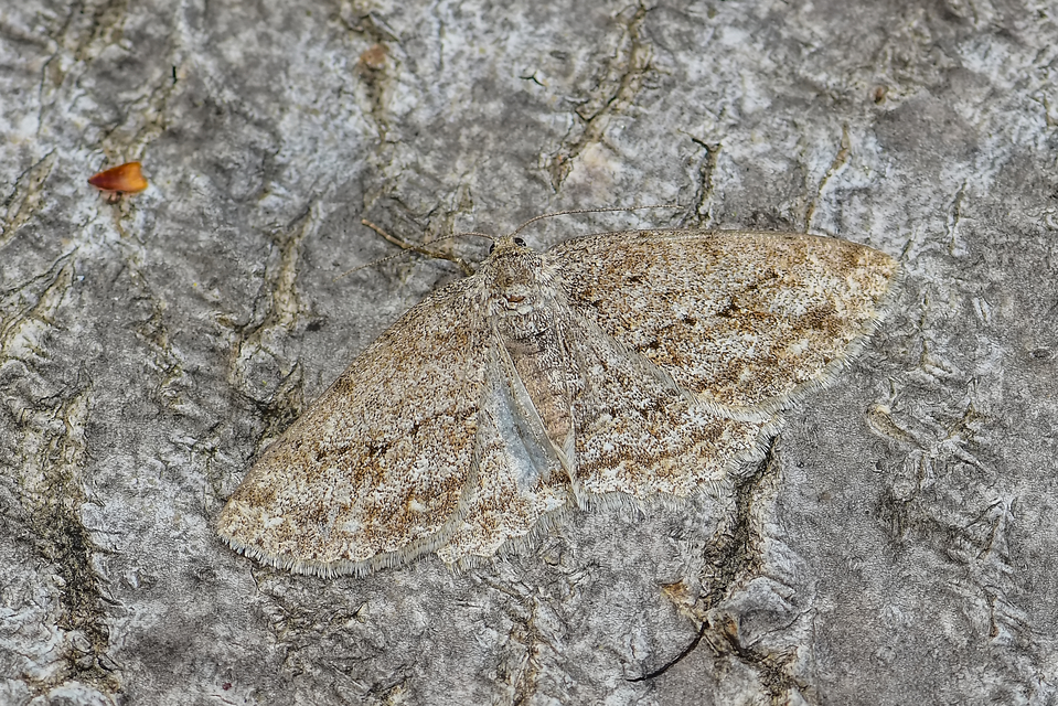 Ectropis crepuscularia - avararaszoló