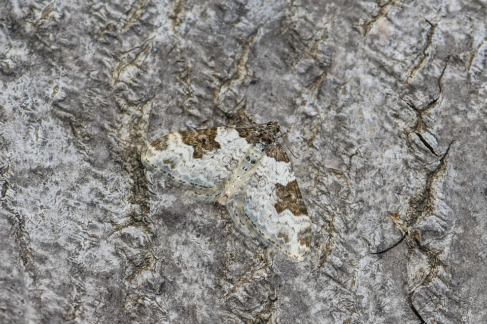 Xanthorhoe fluctuata - közönséges tarkaaraszoló