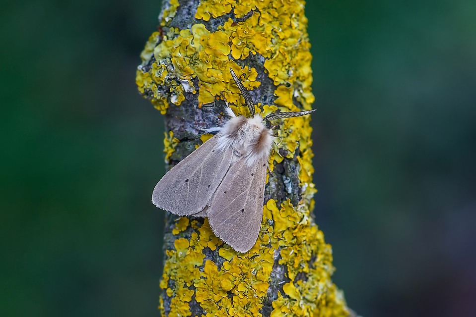 Diaphora mendica - felemás medvelepke