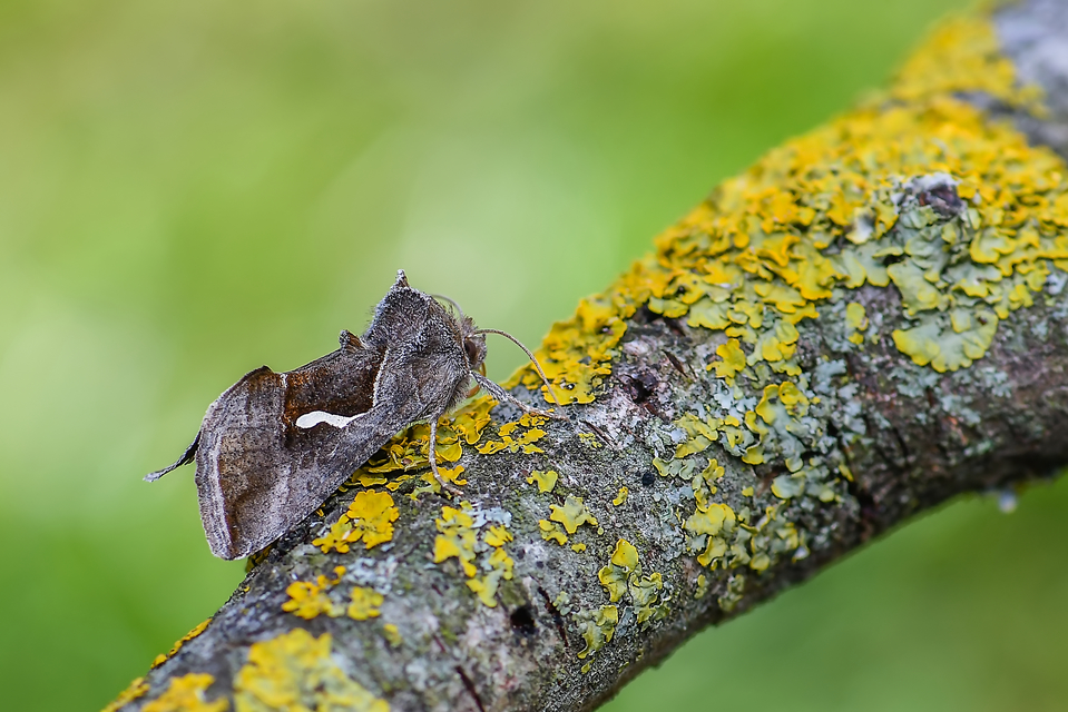 Macdunnoughia confusa - cseppfoltos ezüstbagoly
