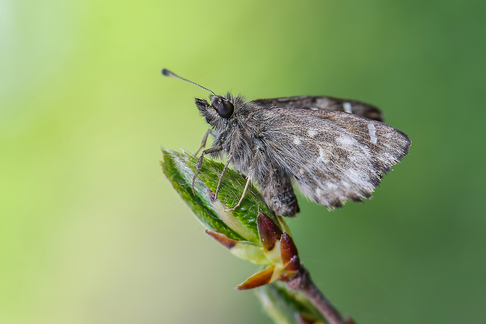 Carcharodus alceae - mályva-busalepke