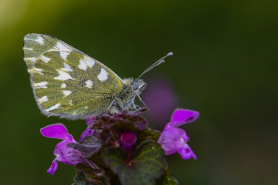 Pontia edusa - rezedalepke