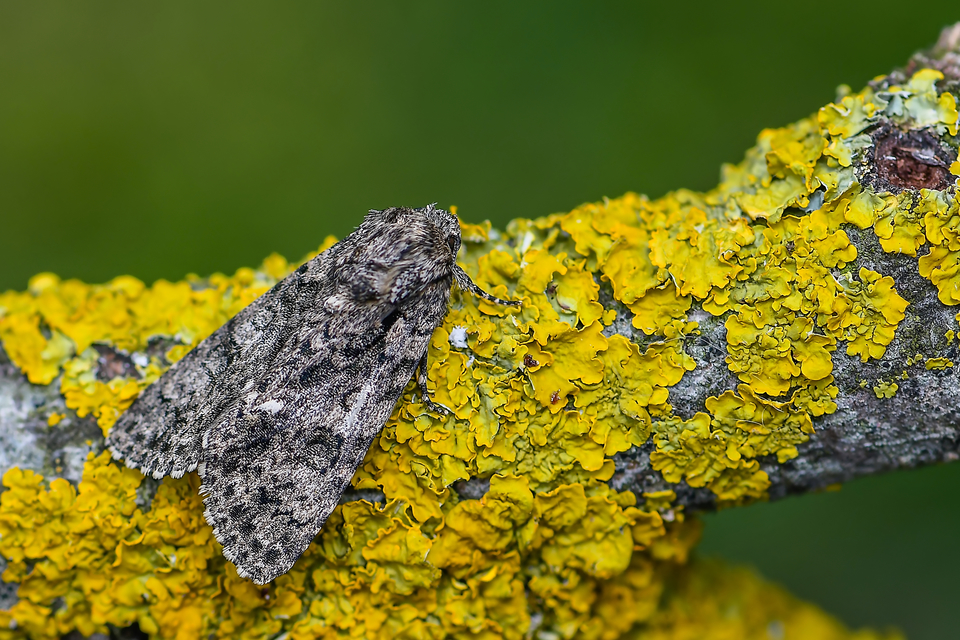 Acronicta rumicis - sóska-szigonyosbagoly